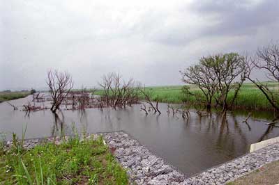 渡良瀬遊水地